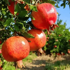 Super Thai Big Pomegranate Plant