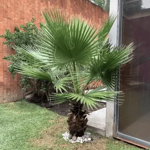 Tal Tree