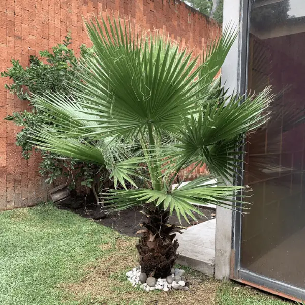 Tal Tree