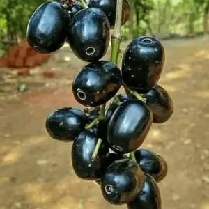 Thai Black Jamun Plant