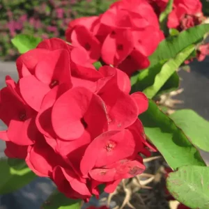 Thai Crown of Thorns Plant
