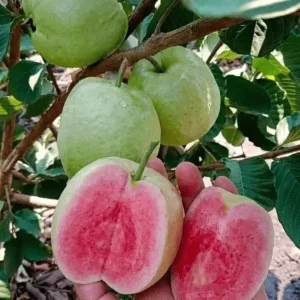 Thai Madhuri GuavaPlant