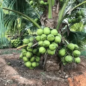 Vietnam Dwarf Coconut Plant