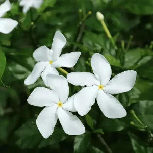 Water Jasmine Plant