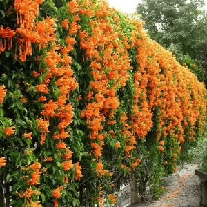 Golden Shower Tree