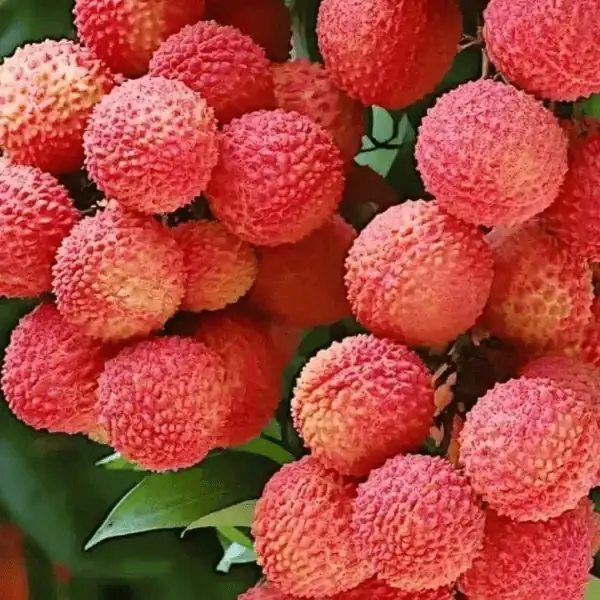 China 3 Cherry Litchi Plant