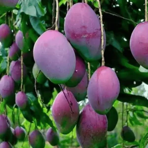 Japanese Miyazaki Mango Tree