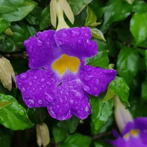Purple Vine Plant