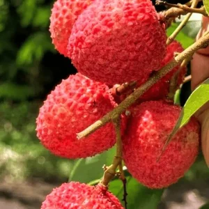 Bombay Litchi Plant