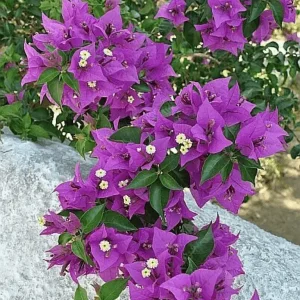 Bougainvillea Purple Flower