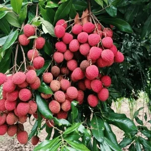 Bedana Lichi Plant