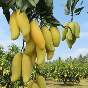 Banana Mango Tree