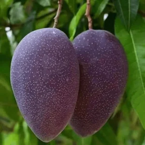 Black Stone Mango Tree