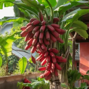 Red Banana Plant