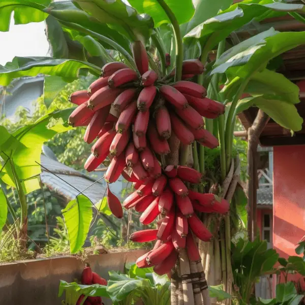 Red Banana Plant