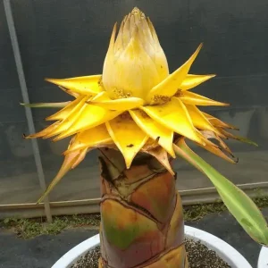 Yellow Banana Flower Plant