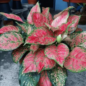Aglaonema flower Plant