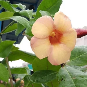 Allamanda Creeper
