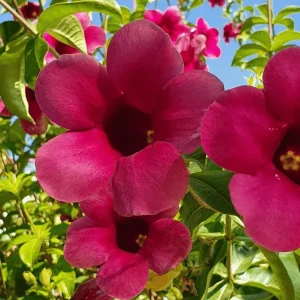 Allamanda Creeper Khoyri Plant