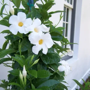 Allamanda Creeper White