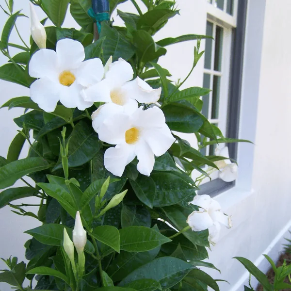 Allamanda Creeper White