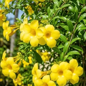 Allamanda Creeper