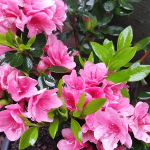 Azalea Flower Plant