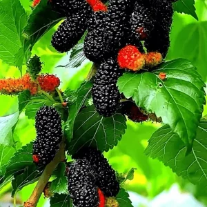 Black Berry Plant