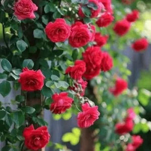 Creeper Rose