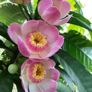 Gustavia flower plant