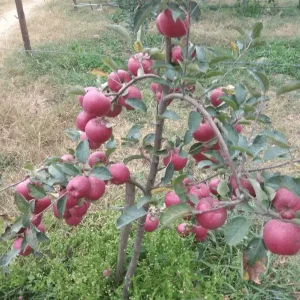 Horimon 99 Apple Plant