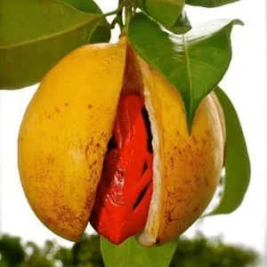 Joy Fruit
