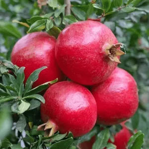 Kandhari Pomegranate Plant