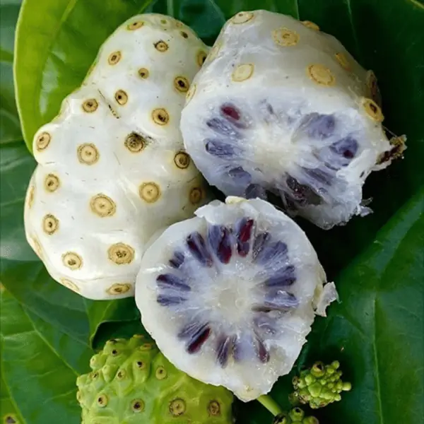Noni Fruit Plant - ননি ফল গাছ - Image 2