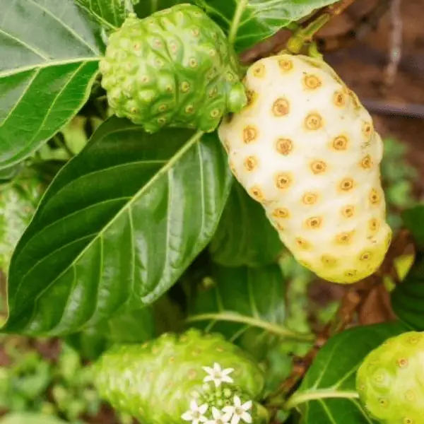 Noni Fruit Plant