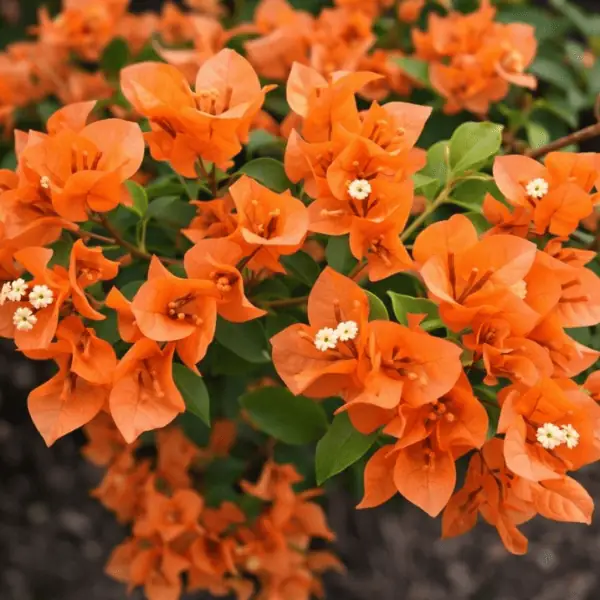 Orange King Bougainvillea