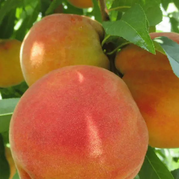 Peach Fruits Plant (পিচ ফল গাছ) - Image 2