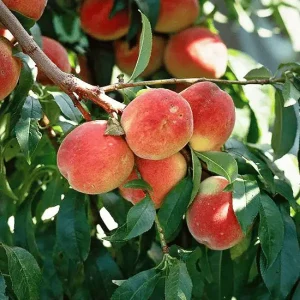 Peach Fruits Plant