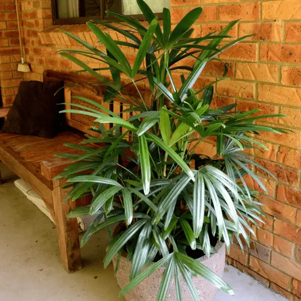 Rhapis Palm