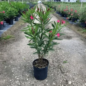 Rokto Corobi / Red Oleander Plant - রক্ত করবী