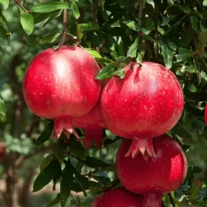 Super Bhagwa Pomegranate Plant