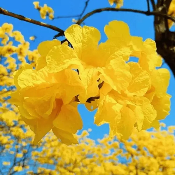 Tabebuia Flower Plant