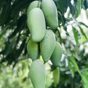 Thai Katimon Mango Tree