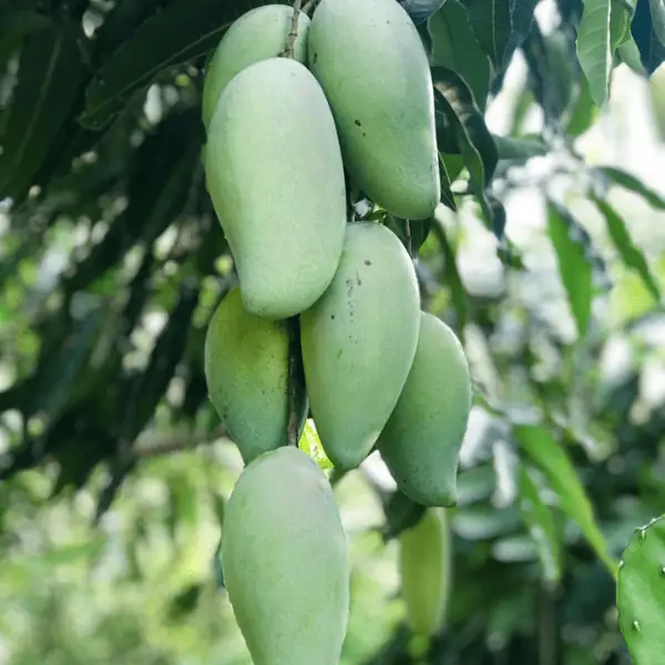 Thai Katimon Mango Tree