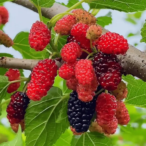 Thai Mulberry Plant