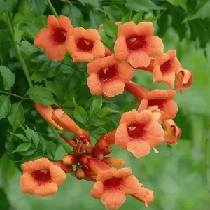 Trumpet Vine Flower Plant