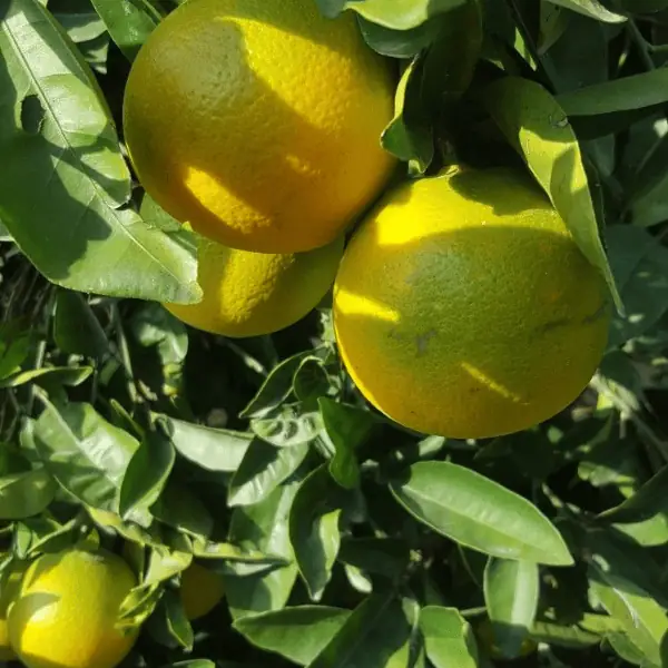 Vietnamese Malta Plant (ভিয়েতনামি মাল্টা) - Image 2