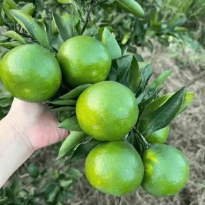 Vietnamese Malta Plant