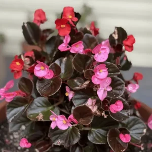 Wax Begonia Flower Plant