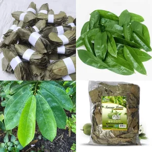 Soursop Leaf